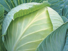 Насіння капусти білокачанної Ліон F1 / Lion F1,130-140 днів купити оптом і в роздріб в Україні за вигідною ціною