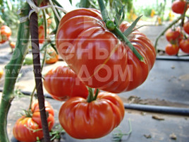 Насіння томатів Брутус / Brutus купити оптом і в роздріб в Україні за вигідною ціною