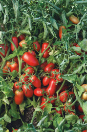 Насіння томатів Умекс F1 / Umex F1, 63-65 днів купити оптом і в роздріб в Україні за вигідною ціною