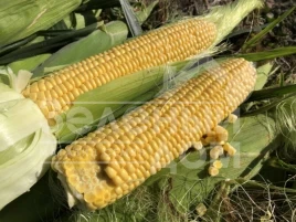 Семена кукурузы 1801 F1 / 1801 F1,74-77 дней купить оптом и в розницу в Украине по выгодной цене