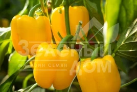 Семена сладкого перца Турбин F1 / Turbine F1,80 дней купить оптом и в розницу в Украине по выгодной цене
