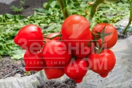 Семена томатов Агилис F1 / Agilis F1,90-95 дней купить оптом и в розницу в Украине по выгодной цене