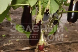 Семена баклажана Фабина F1 / Fabina F1,70-75 дней купить оптом и в розницу в Украине по выгодной цене