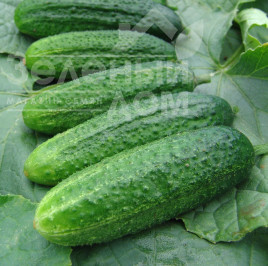 Насіння огірків Аскольд F1 / Askold F1 купити оптом і в роздріб в Україні за вигідною ціною