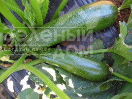 Насіння кабачків Тарміно F1 / Tarmino F1,45 днів купити оптом і в роздріб в Україні за вигідною ціною