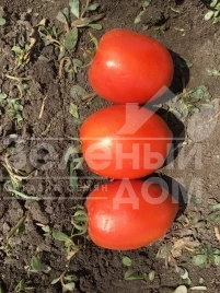 Семена томатов Кафа F1 / Kafa F1,70-75 дней купить оптом и в розницу в Украине по выгодной цене