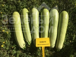 Насіння кабачка СВ 8575 F1 / SV 8575 F1 купити оптом і в роздріб в Україні за вигідною ціною