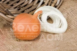 Лук репчатый Манас F1 / Manas F1,110-115 дней купить оптом и в розницу в Украине по выгодной цене