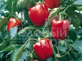 Семена сладкого перца Прокрафт F1 / Prokraft F1 купить оптом и в розницу в Украине по выгодной цене