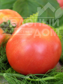 Насіння томатів Банзай / Banzay купити оптом і в роздріб в Україні за вигідною ціною