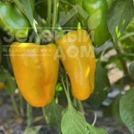 Насіння солодкого перцю Санта F1 / Santa F1,60 днів купити оптом і в роздріб в Україні за вигідною ціною