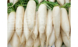 Насіння редьки Чімборазо (ТИ - 150 F1) / Chimborazo (TI - 150) F1,60 днів купити оптом і в роздріб в Україні за вигідною ціною