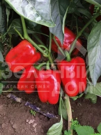 Семена сладкого перца Клерени F1 / Klarany F1 купить оптом и в розницу в Украине по выгодной цене