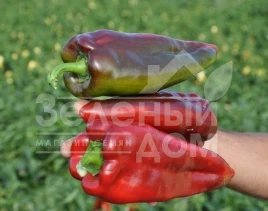 Семена сладкого перца Редкан F1 / Redkan F1,76 дней купить оптом и в розницу в Украине по выгодной цене
