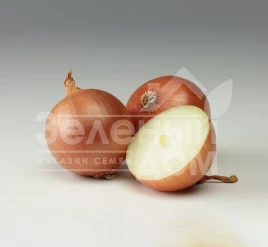 Лук репчатый Висион F1 / Vision F1,105-110 дней купить оптом и в розницу в Украине по выгодной цене