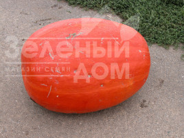 Насіння гарбуза Голіаш (Атлант) / Goliash (Atlant), 110-130 днів купити оптом і в роздріб в Україні за вигідною ціною