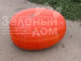 Насіння гарбуза Голіаш (Атлант) / Goliash (Atlant), 110-130 днів купити оптом і в роздріб в Україні за вигідною ціною