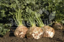 Семена сельдерея Балена / Balena,140 дней купить оптом и в розницу в Украине по выгодной цене