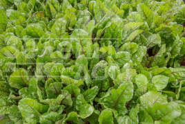 Насіння салату Чарлі / Charlie,70 днів купити оптом і в роздріб в Україні за вигідною ціною