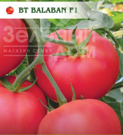 Насіння томатів Балабан F1 / Balaban F1 купити оптом і в роздріб в Україні за вигідною ціною