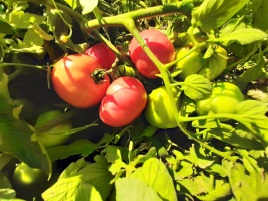 Насіння томатів Пембола F1 / Pembola F1,65-70 днів купити оптом і в роздріб в Україні за вигідною ціною