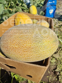 Насіння дині Мегарін F1 / Megarin F1 купити оптом і в роздріб в Україні за вигідною ціною