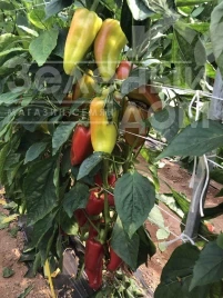 Семена сладкого перца ПЛА 18266 F1 / PLA 18266 F1, 60-65 дней купить оптом и в розницу в Украине по выгодной цене