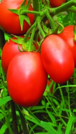 Семена томатов Победитель / Pobeditel купить оптом и в розницу в Украине по выгодной цене