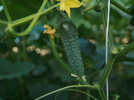 Насіння огірків Ронел F1 / Ronell F1 купити оптом і в роздріб в Україні за вигідною ціною