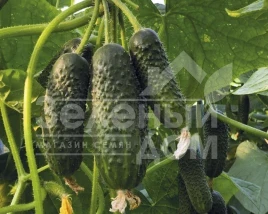 Семена огурцов Манифест F1 / Manifest F1 купить оптом и в розницу в Украине по выгодной цене