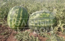 Семена арбуза Миракл F1 / Miracle F1,58-60 дней купить оптом и в розницу в Украине по выгодной цене