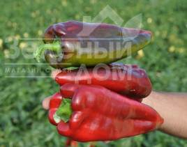 Насіння солодкого перцю Редкан F1 / Redkan F1,76 днів купити оптом і в роздріб в Україні за вигідною ціною