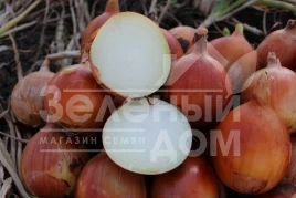 Лук репчатый Каоба F1 / Caoba F1,110-115 дней купить оптом и в розницу в Украине по выгодной цене
