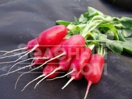 Семена редиса Форум / Forum,31-34 дня купить оптом и в розницу в Украине по выгодной цене