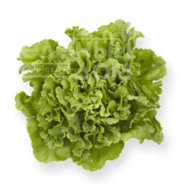 Насіння салату Сейшел / Seychel купити оптом і в роздріб в Україні за вигідною ціною