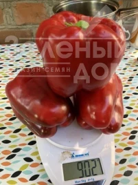 Насіння солодкого перцю 1601 F1 / 1601 F1, 70 днів купити оптом і в роздріб в Україні за вигідною ціною