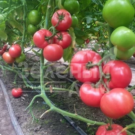 Семена томатов Малдуо F1 / Malduo F1, 80-90 дней купить оптом и в розницу в Украине по выгодной цене