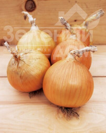 Цибуля ріпчаста Рекс F1 / Reks F1,80-85 днів купити оптом і в роздріб в Україні за вигідною ціною