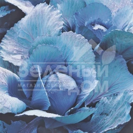 Семена капусты краснокочанной Рескью F1 / Rescue F1,135-140 дней купить оптом и в розницу в Украине по выгодной цене