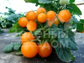 Семена томатов Венус / Venus купить оптом и в розницу в Украине по выгодной цене
