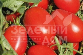 Семена томатов Эванс (INX 36-2019) F1 / Evans (INX 36-2019) F1,92-94 дня купить оптом и в розницу в Украине по выгодной цене