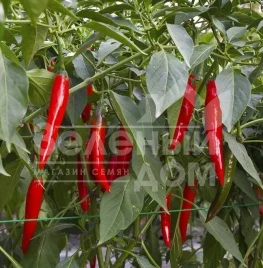 Семена горького перца Ред Девил F1 / Red Devil F1,65-70 дней купить оптом и в розницу в Украине по выгодной цене