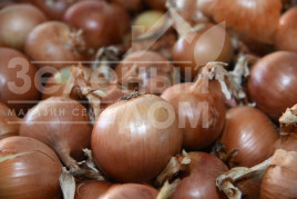 Цибуля ріпчаста Браун F1 / Brown F1 купити оптом і в роздріб в Україні за вигідною ціною
