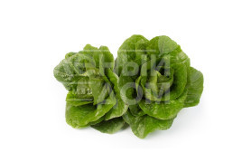 Насіння салату Максимус / Maximus купити оптом і в роздріб в Україні за вигідною ціною