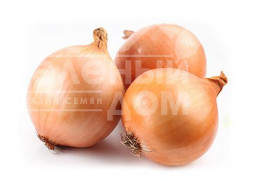 Цибуля ріпчаста Темптейшн F1 / Tempteyshn F1,100 - 105 днів купити оптом і в роздріб в Україні за вигідною ціною