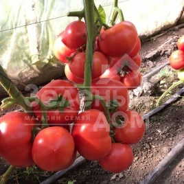 Семена томатов Роялпинк F1 / Royalpink F1 купить оптом и в розницу в Украине по выгодной цене