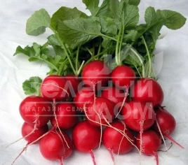 Семена редиса Кварта / Kvarta,30-35 дней купить оптом и в розницу в Украине по выгодной цене