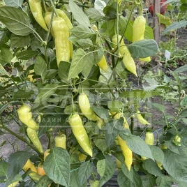 Семена горького перца Дедо F1 / Dedo F1, 50 дней купить оптом и в розницу в Украине по выгодной цене