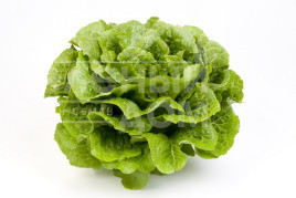 Насіння салату Октавіус / Octavius купити оптом і в роздріб в Україні за вигідною ціною