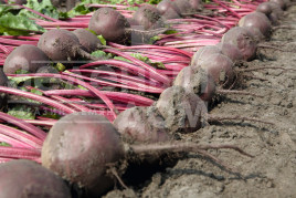 Насіння буряка Боро F1 / Boro F1,115 днів купити оптом і в роздріб в Україні за вигідною ціною